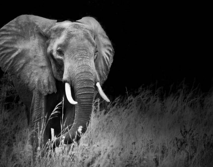 Uganda Safari Elephants