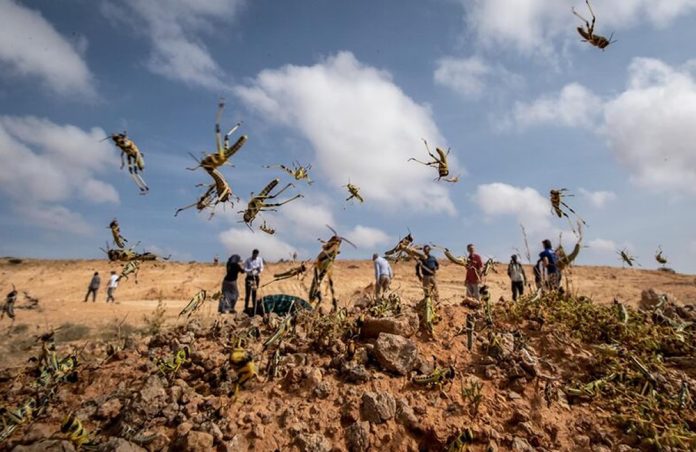 Locust Swarms in Uganda