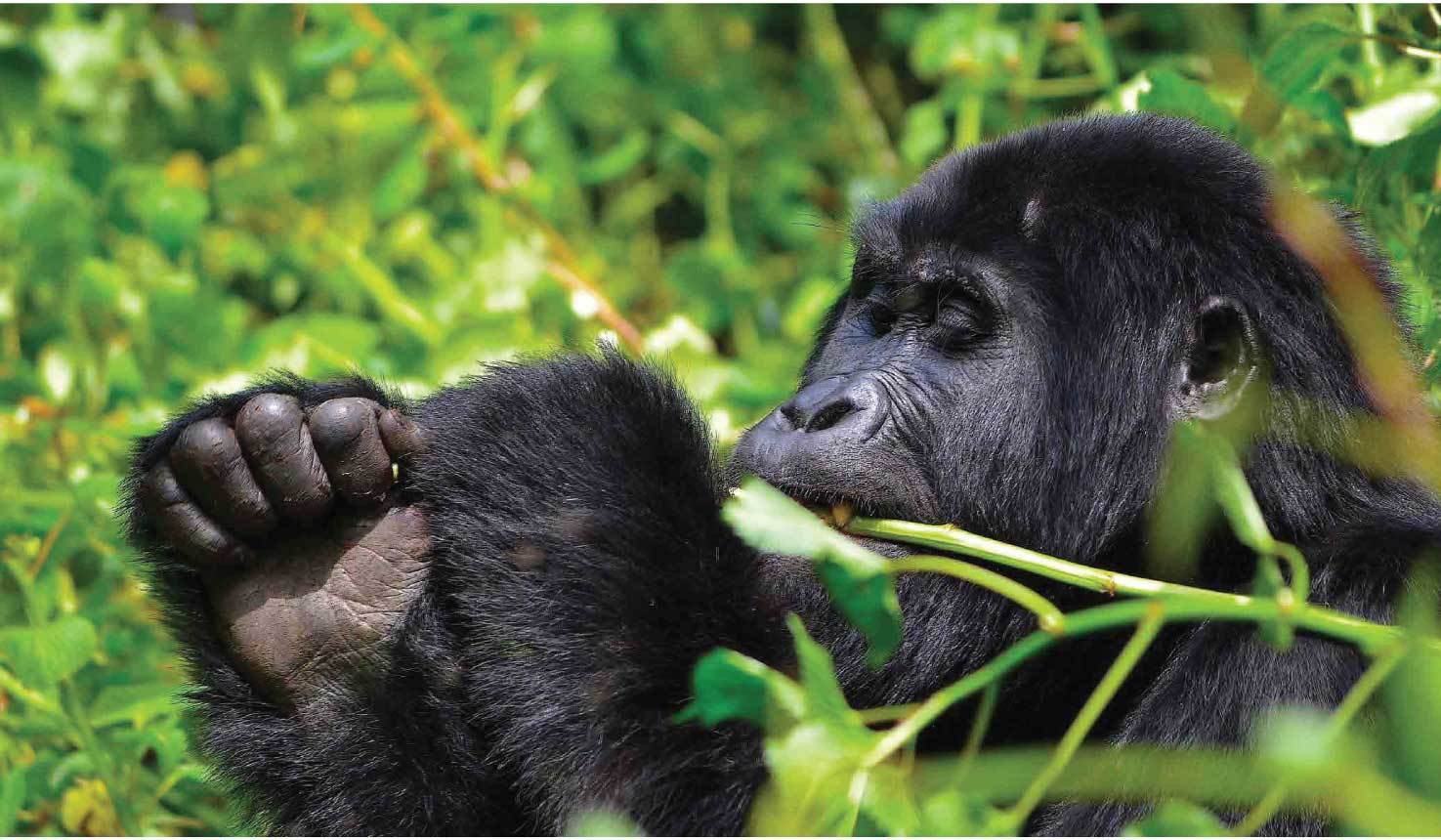 Uganda Rwanda Primates
