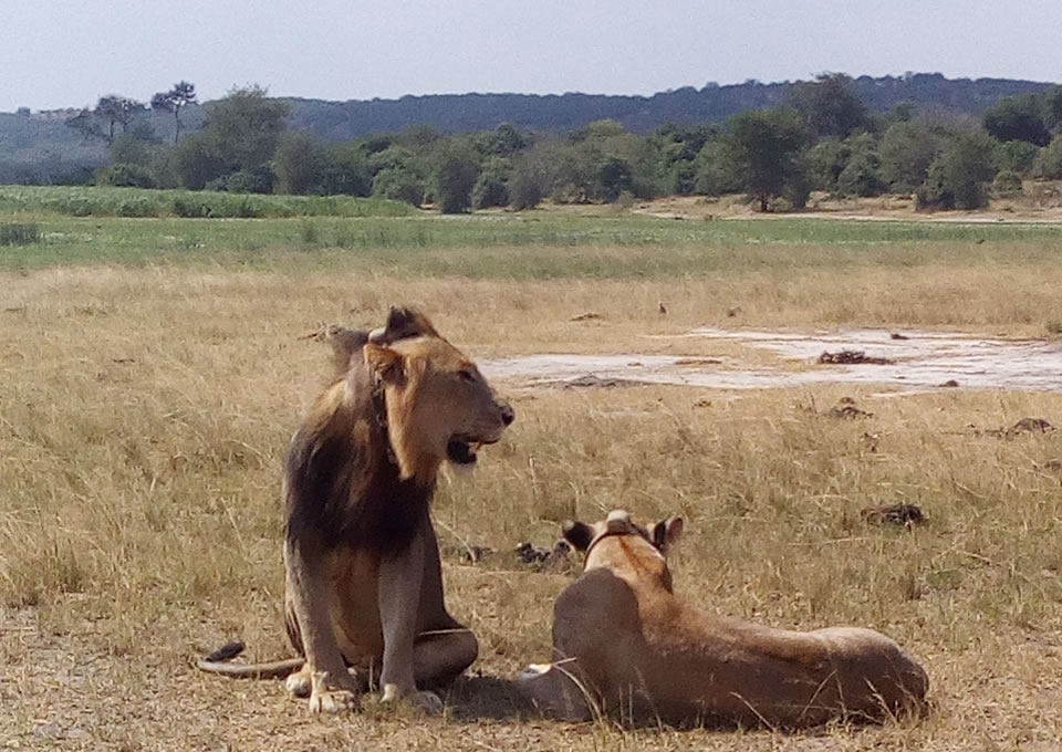 Ugandan Lions